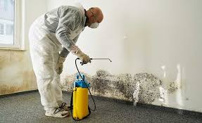 Best Mold Damage Restoration  in Los Lunas, NM